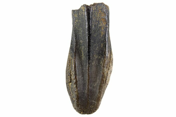 Fossil Hadrosaur (Edmontosaurus) Tooth - Montana #340949